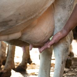 Euro Joe Gold Mint Sta-/Hang Tube -Euro Joe shop 135963