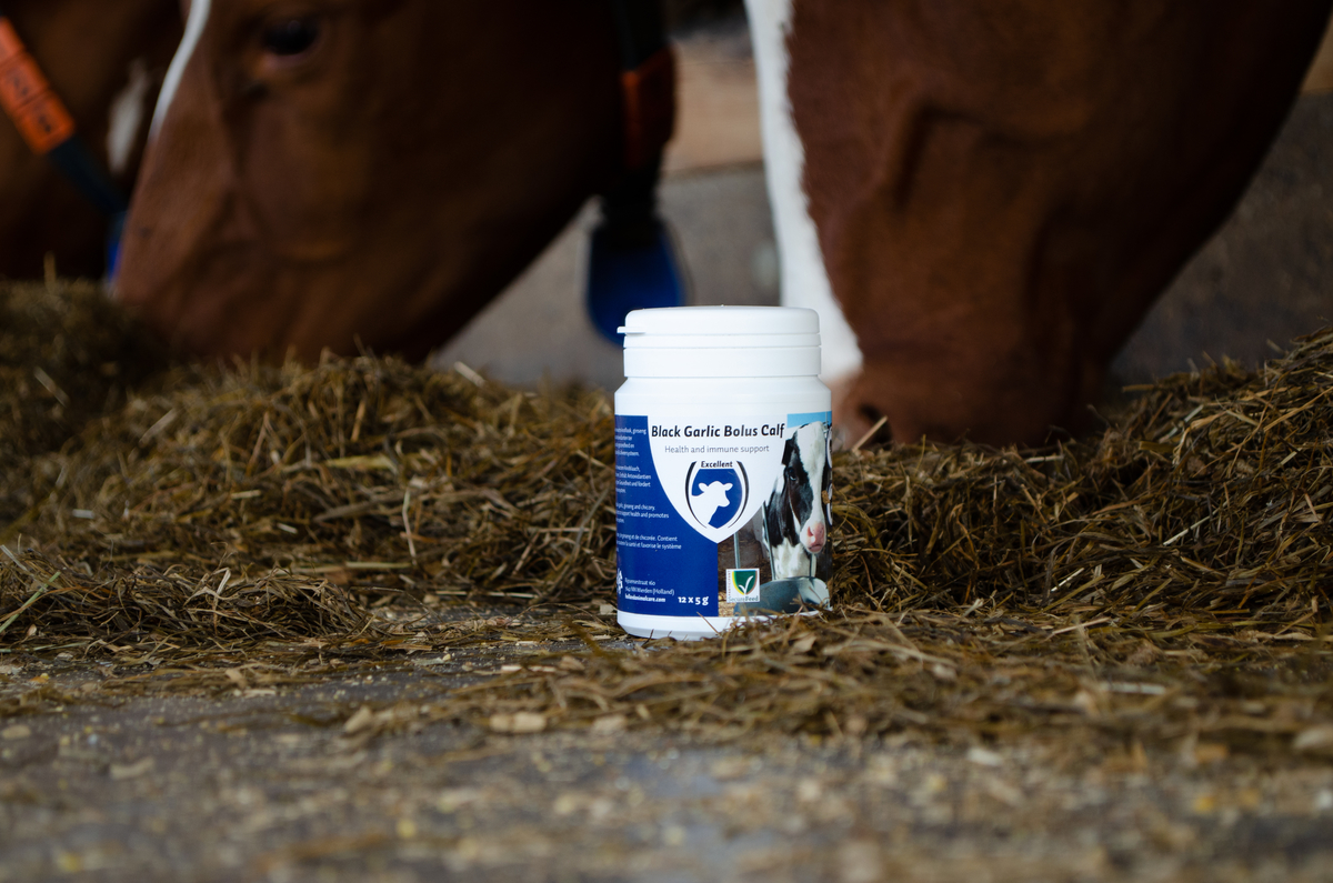 Black Garlic Bolus Calf Euro Joe Black Garlic Bolus Calf -Euro Joe shop 136043 1