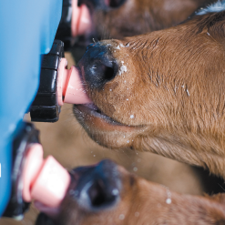 Euro Joe Kalveremmer Speen 100 Mm Peach Teats -Euro Joe shop 260471