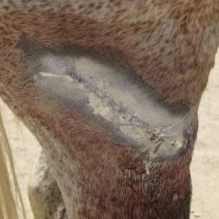 Euro Joe Aluminium Spray