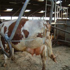 Euro Joe Hoefbekapbeugel 1,5/2 Duims -Euro Joe shop 263484 scaled