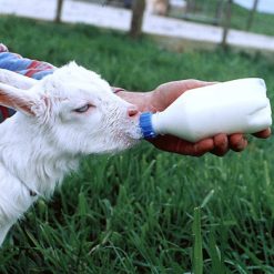 Euro Joe Lamspeen Met Draaidop