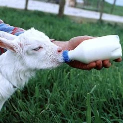 Euro Joe Lamspeen Met Draaidop