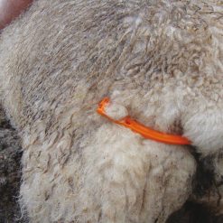 Euro Joe Lijfbieder Voor Schaap Met Klem -Euro Joe shop 267501
