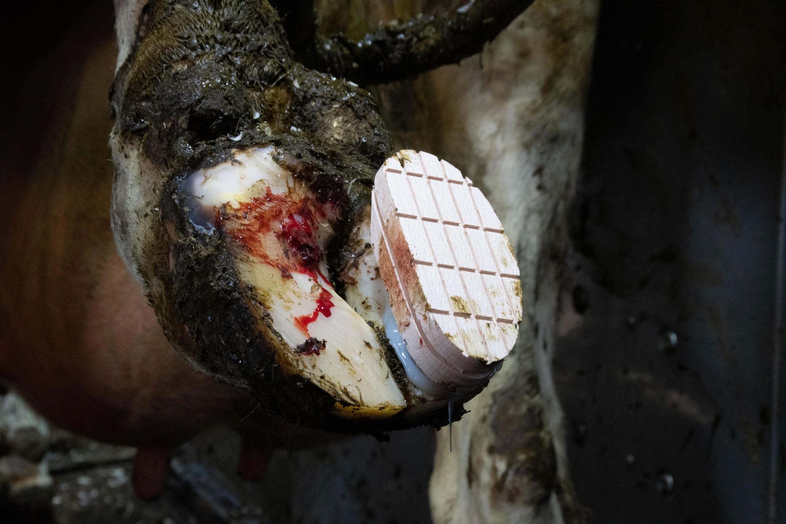 Easy Hoof Block hout Euro Joe Easy Hoof Block Hout -Euro Joe shop 272830 scaled