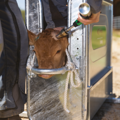 Euro Joe Express Fixatiekooi Voor Kalf -Euro Joe shop 275618