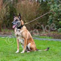 Euro Joe Black-Neon Leash With Handle -Euro Joe shop Black neon 08