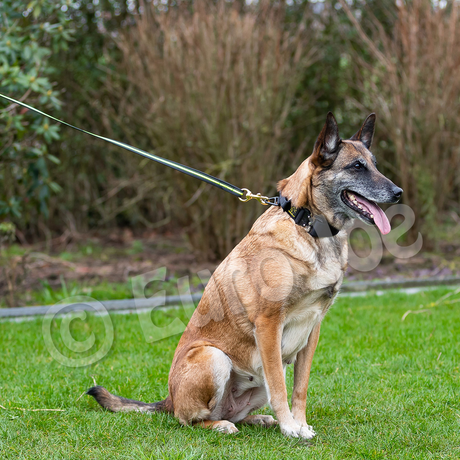 Black-Neon leash with handle Euro Joe Black-Neon Leash With Handle -Euro Joe shop Black neon 09