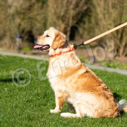 Euro Joe Line "Sporty" Without Handle 20 Mm -Euro Joe shop Honey orange 07 1