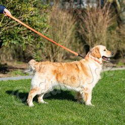 Euro Joe Line "Sporty" Without Handle 20 Mm -Euro Joe shop Honey orange 08 1