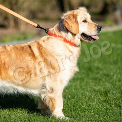 Euro Joe Collar "Sporty" -Euro Joe shop Honey orange 09