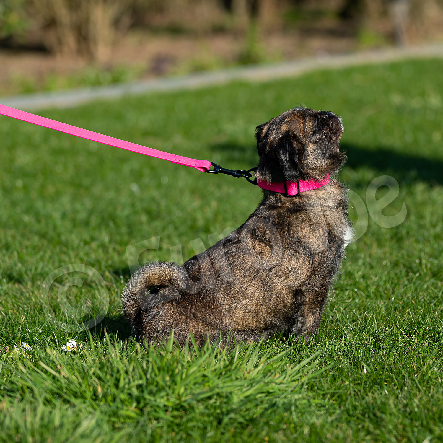 Collar "Sporty" Euro Joe Collar "Sporty" -Euro Joe shop Honey pink 09