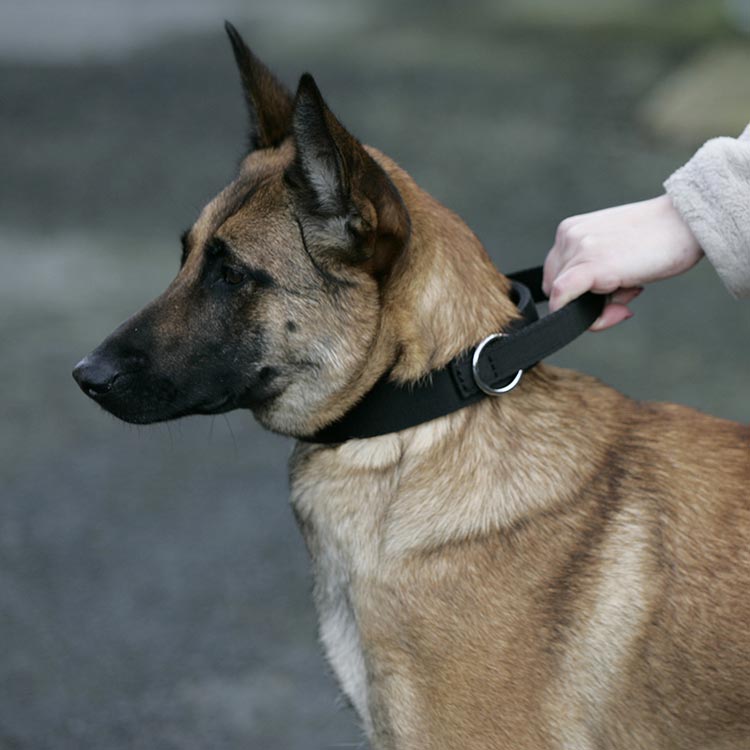 Collar "Grando" Euro Joe Collar "Grando" -Euro Joe shop halsbandnylonHV06