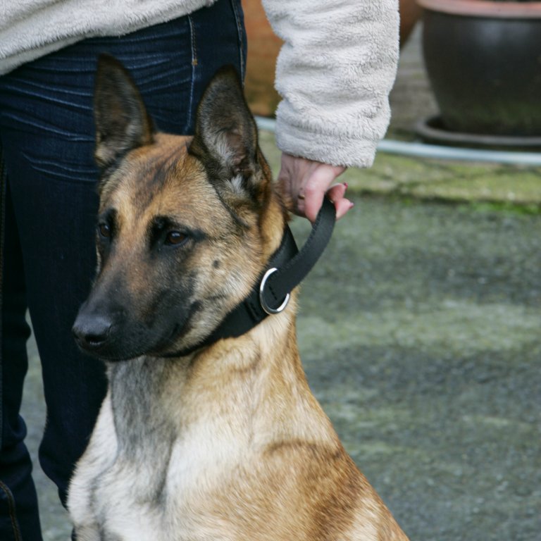 Collar "Grando" Euro Joe Collar "Grando" -Euro Joe shop halsbandnylonHV08