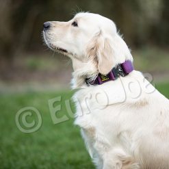 Euro Joe "Tactical Collar" 2.0 -Euro Joe shop tactical2 0 HV 02