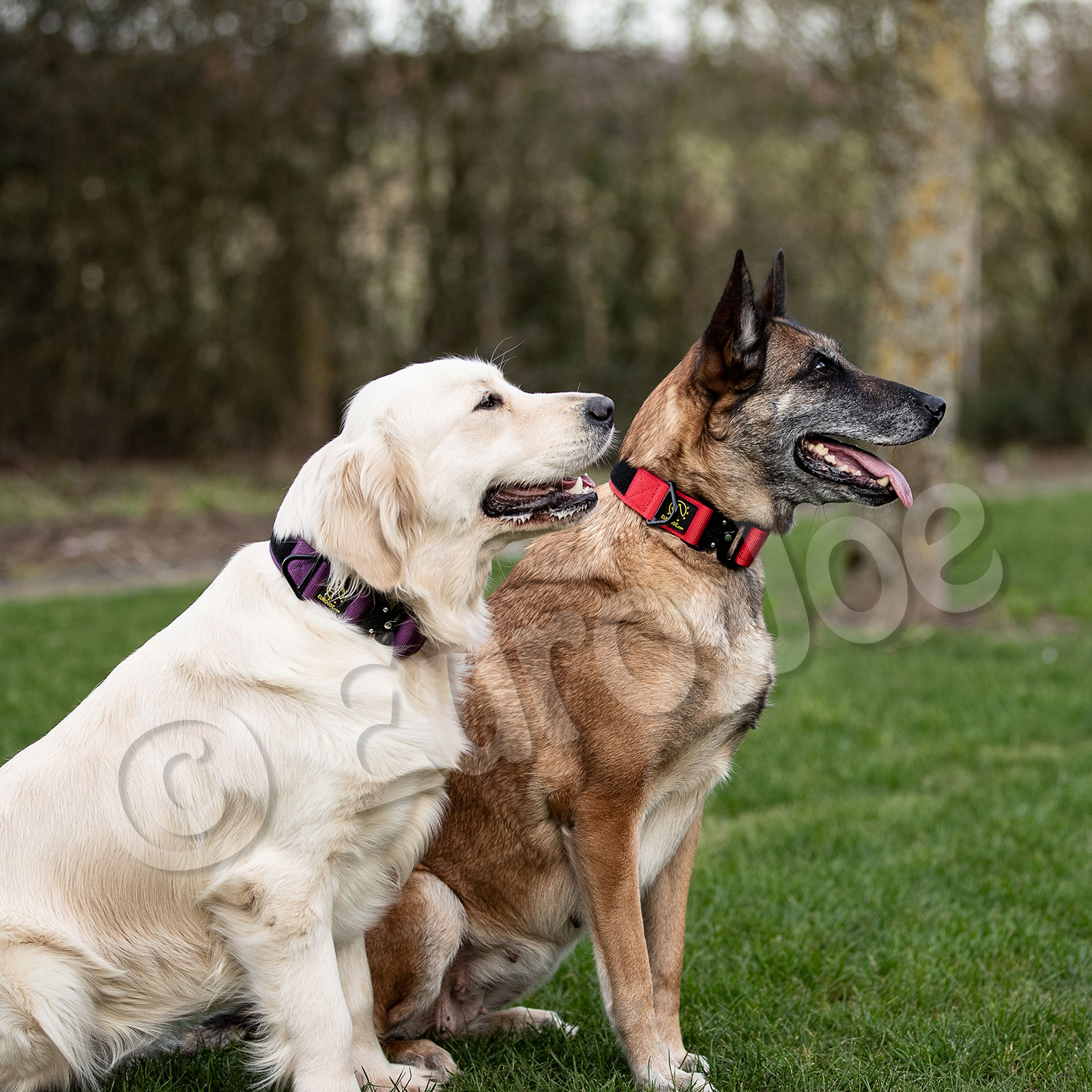 Euro Joe "Tactical Collar" 2.0 Euro Joe "Tactical Collar" 2.0 -Euro Joe shop tactical2 0 HV 03