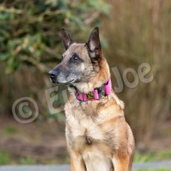 Euro Joe "Tactical Collar" 2.0 -Euro Joe shop tactical2 0 HV 04