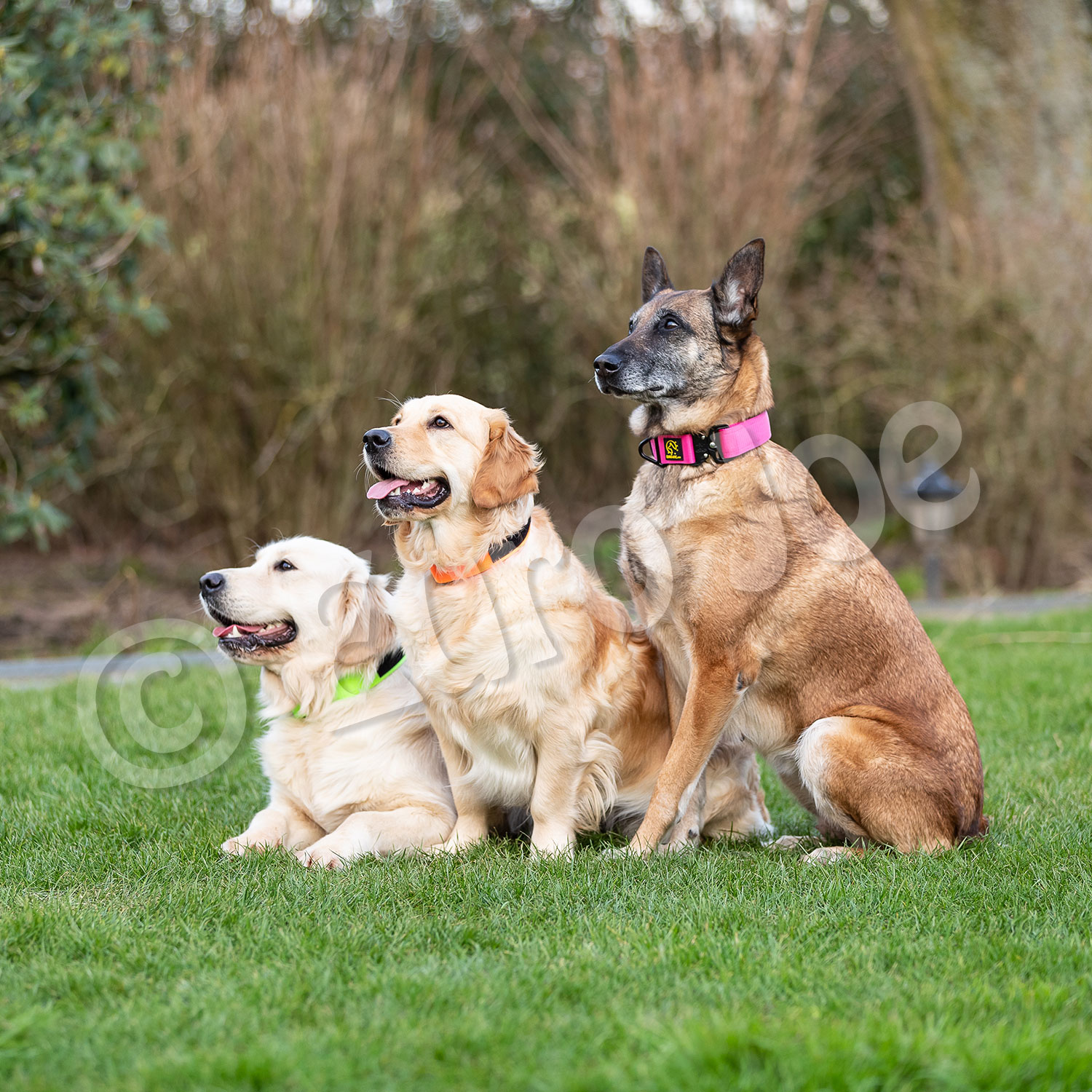 Euro Joe "Tactical Collar" 2.0 Euro Joe "Tactical Collar" 2.0 -Euro Joe shop tactical2 0 HV 05