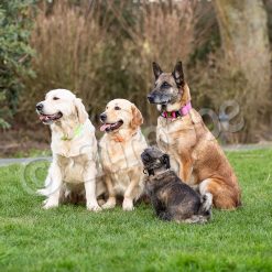 Euro Joe "Tactical Collar" 2.0 -Euro Joe shop tactical2 0 HV 06