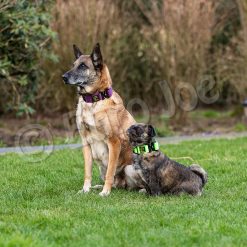 Euro Joe "Tactical Collar" 2.0 -Euro Joe shop tactical2 0 HV 07